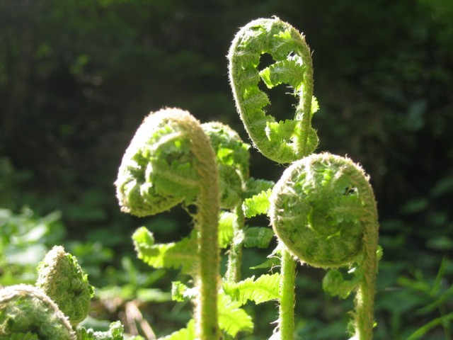thumb
