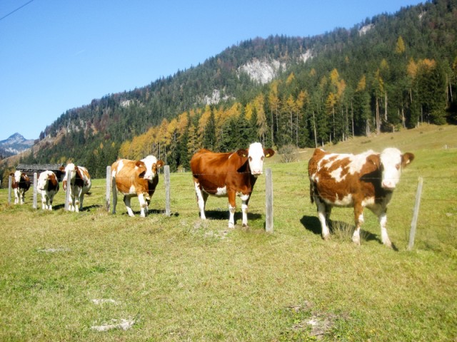 Grünwaldhof
